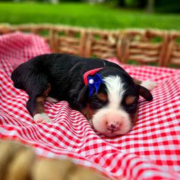Capri - Tri-color female Bernedoodle puppy in Russell Springs, Kentucky from 270 Doodles