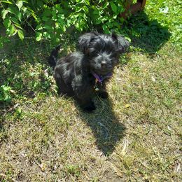 Assorted Doodle Crosses, Double Doodle, Maltipoo, Morkie, and Yorkipoo Puppies from Danza Bolo