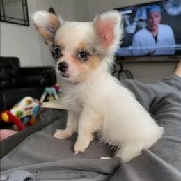 Gargamel - Merle male Chihuahua puppy in Naples, Florida from Naples Tiny Dogs