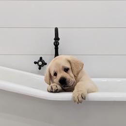 Labrador Retriever Puppies from BAK Forty Ranch