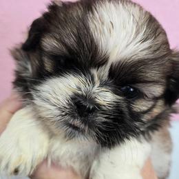 Petey - Black gold and white male Shih Tzu puppy in Carthage, Missouri from Cooley's Cuddle Pups