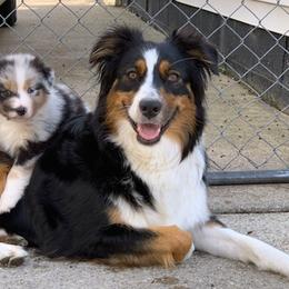 Australian Shepherds from Lori's Australian Shepherds
