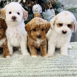 Goldendoodle puppies from Cottrell’s Poodles & Doodles