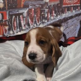 BLUE BOY - Mahogany and white male Basset Hound puppy in Snow Camp, North Carolina from V's Southern Angels