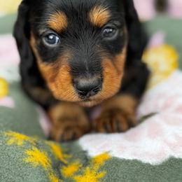 Black and tan boy - Black and tan male Dachshund puppy in Johnson, Vermont from RBP Dachshunds