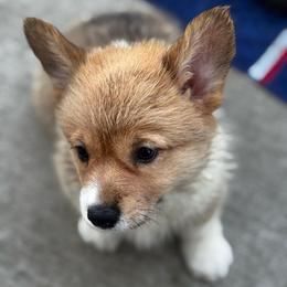 Melody - Sable female Pembroke Welsh Corgi puppy in Nortonville, Kansas from Low Riders Corgis & Mini Aussies
