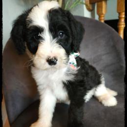 Requin - Black and white female Sheepadoodle puppy in Farley, Iowa from Iowa's Doodle Co.