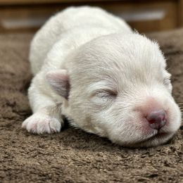 Paisley - White female West Highland White Terrier puppy in Ridgeway, Virginia from Rivers Bend Westies