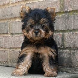 Stokes - Blue and gold male Yorkshire Terrier puppy in Monticello, Iowa from Ashley’s Puppies