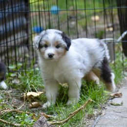 Australian Shepherd and Cavalier King Charles Spaniel Puppies from FairWilde