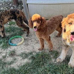 Bordoodles and Poodles from Poo's Doo's & Inu's