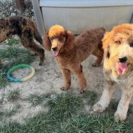 Bordoodles and Poodles from Poo's Doo's & Inu's