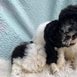 Goldendoodle and Poodle Puppies from Elizabeth Rocha's Doodles