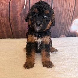 Mango - Phantom female Goldendoodle puppy in Luana, Iowa from Country View Bernedoodles and Goldendoodles