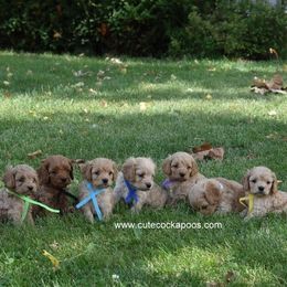 Cockapoo Puppies from Cute Cockapoos