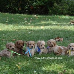 Cockapoo Puppies from Cute Cockapoos