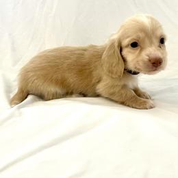 Black - Cream male Dachshund puppy in Silver Springs, Florida from DeMarsh's Dachshunds
