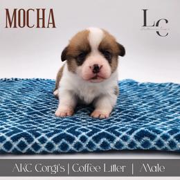 Mocha - Red male Pembroke Welsh Corgi puppy in Pine Village, Indiana from NL Horsemanship