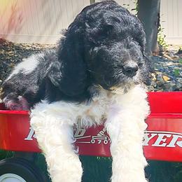 Goldendoodles from Diggers doodles