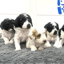 Bernedoodles, Cavapoos, Goldendoodles, and Poodles from Utah Mountain Doodles