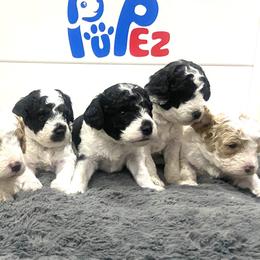 Bernedoodles, Cavapoos, Goldendoodles, and Poodles from Utah Mountain Doodles