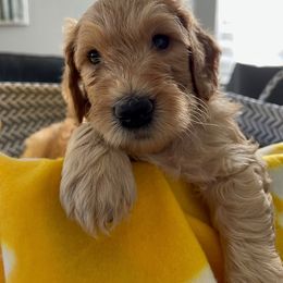 Goldendoodle Puppies from Daisy's Doodles Miami