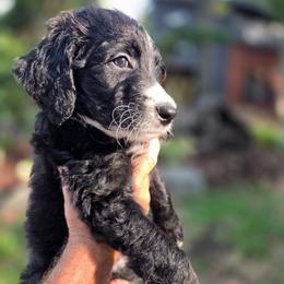 Black Jack - male Australian Mountain Doodle puppy in Broken Arrow, Oklahoma from Tulsa Australian Mountain Doodles