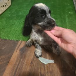 English Springer Spaniel Puppies from Savannah River Springers