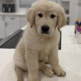 Golden Retriever puppies from Star Raised Goldens