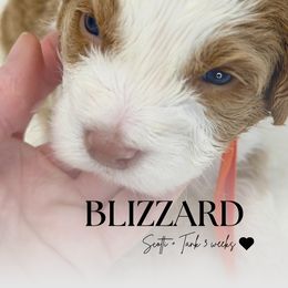 Blizzard - Red male Bernedoodle puppy in Syracuse, Utah from Redrockbernedoodles
