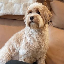 Journey - Australian Labradoodle