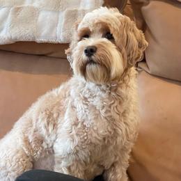 Journey - Australian Labradoodle