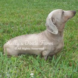 London - Dachshund