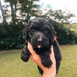 Pink Collar - Black female Goldendoodle puppy in Richmond, Kentucky from The Doting Doodle