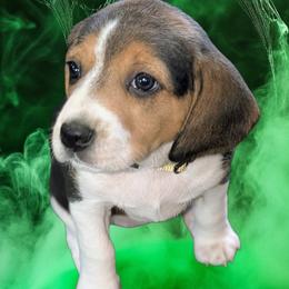 Nova (yellow) - Black white and tan female Beagle puppy in Trail, Oregon from Jennifer Knapp's AKC Beagles