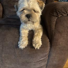Frankie - Lhasa Apso