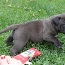 Hemi Cuda - Black male American Bully puppy in Jefferson, Ohio from Blue Fury's