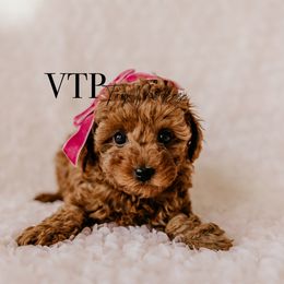 Girl 2 - Red  Poodle puppy in Las Vegas, Nevada from Vegas Toy Poodles