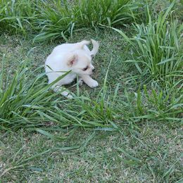 Chihuahua Puppies from Cutie Pie Chihuahua's