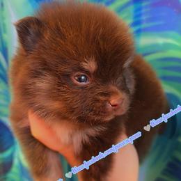 Chocolate and Tan - Chocolate and tan male Pomeranian puppy in Albany, Oregon from Purrs N Poms