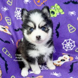 Boone - Black and white male Pomsky puppy in Sheffield, Iowa from Clover Ridge Pomskies