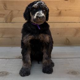 Chanterelle - Phantom male Poodle puppy in Arroyo Grande, California from Ever So Clever Poodles