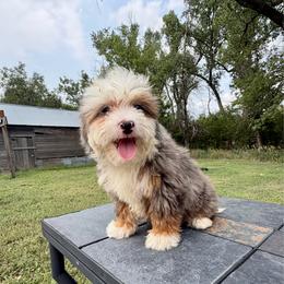 Tiny Blue Merle Tri Girl- Lil' Peanut - Blue merle female Bernedoodle puppy in Sioux Falls, South Dakota from WhiskeyCreek Doodles