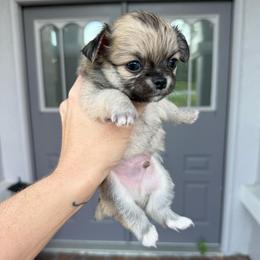 Bubby - Fawn male Chihuahua puppy in Spring Hill, Florida from Stardom Chihuahuas & CKCS
