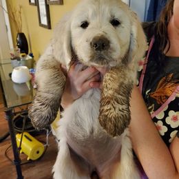 Golden Retriever Puppies from Light Hill Goldens