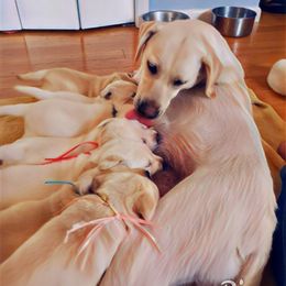 Labrador Retriever Puppies from Silver Birch Labrador Retrievers