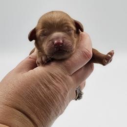 Copper - Red male Cavapoo puppy in Mocksville, North Carolina from Hunting Creek Farms