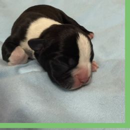 Green - Black and white male Boston Terrier puppy in Hialeah, Florida from K&N Boston Paws