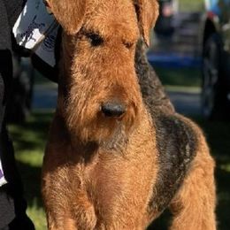 Airedale Terriers from Klondike Airedales