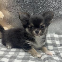 Cilantro - Black and tan male Chihuahua puppy in Summerfield, Florida from Impeccable Chihuahuas- Boutique & Ethical Breeder for the educated & discriminating ONLY.  My Impeccable owners have standards.